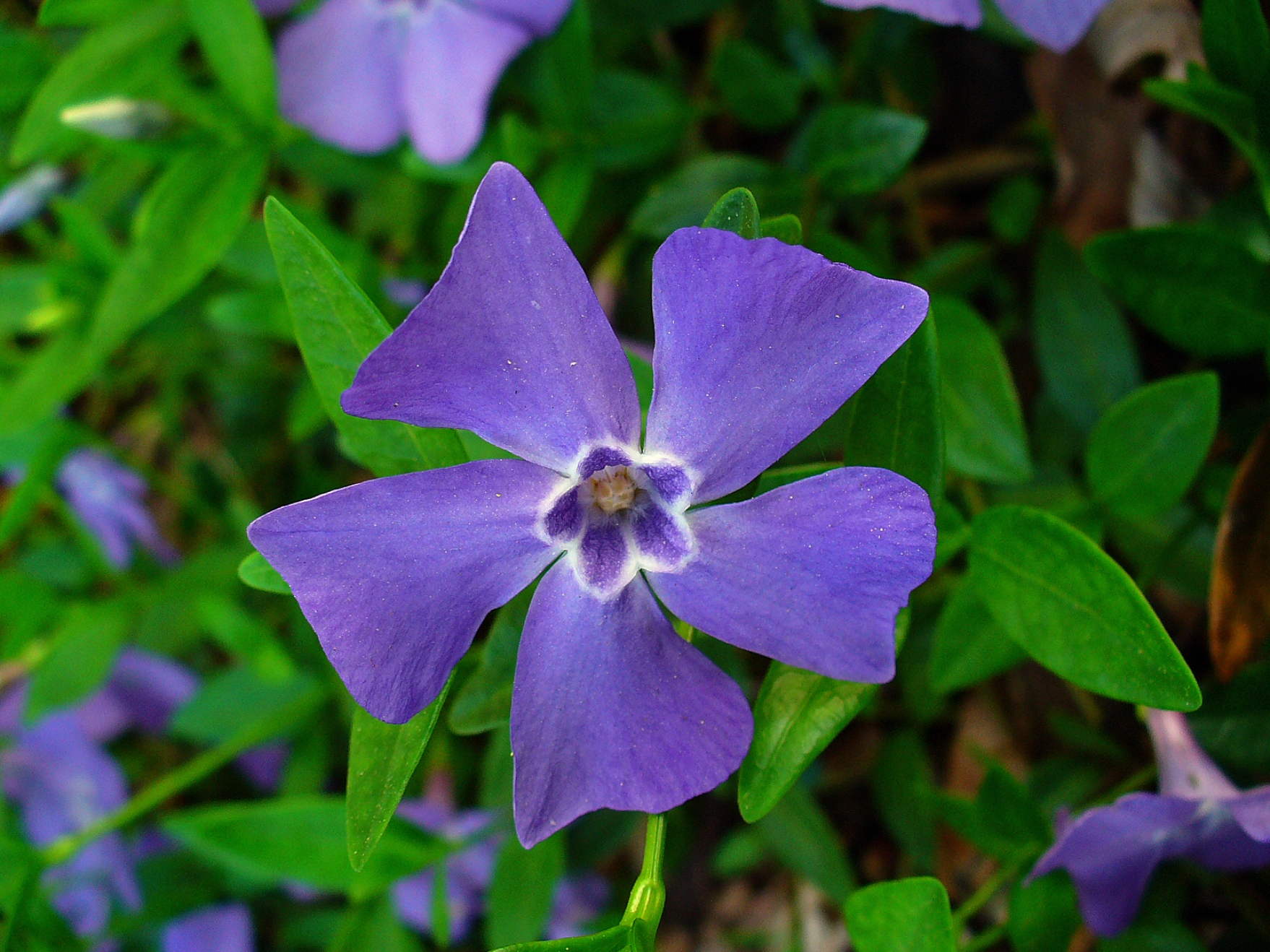 lesser periwinkle
